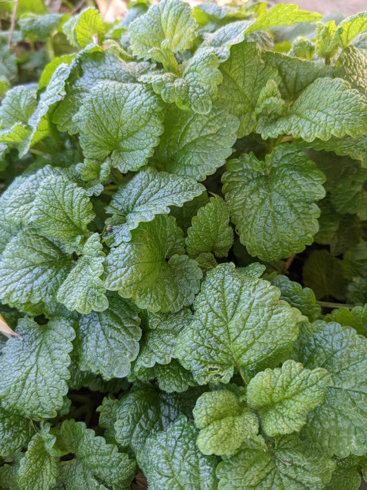 Lemon Balm and Garden Gnomes