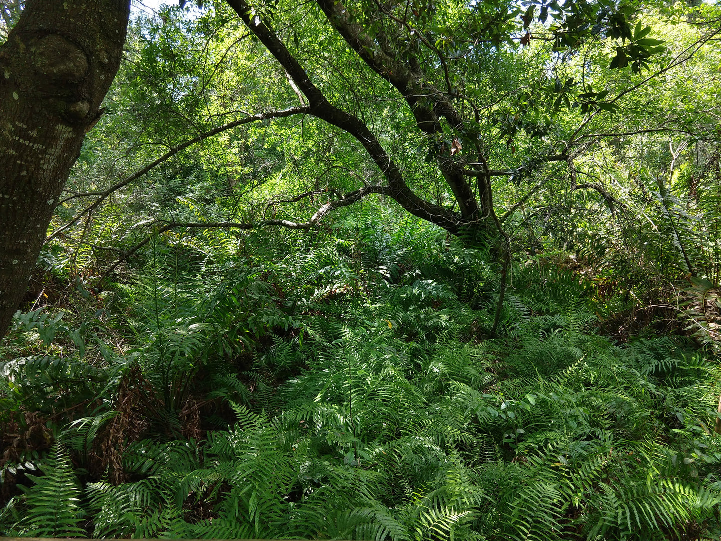 Cinnamon, Cocoa and Treasures of the Rainforest