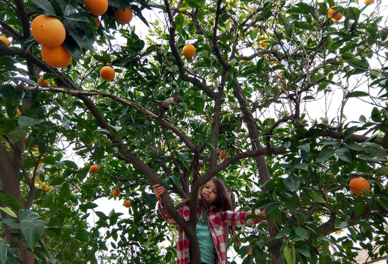 Climbing an orange tree