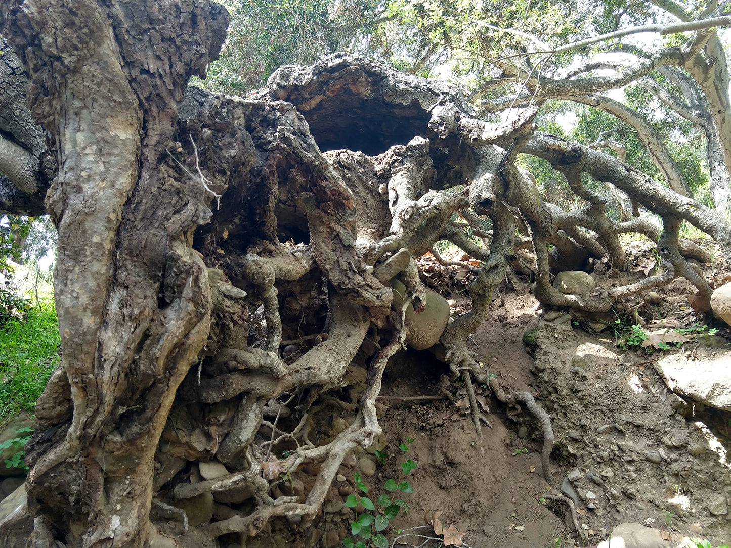 Vetiver and Midsummer Dreams