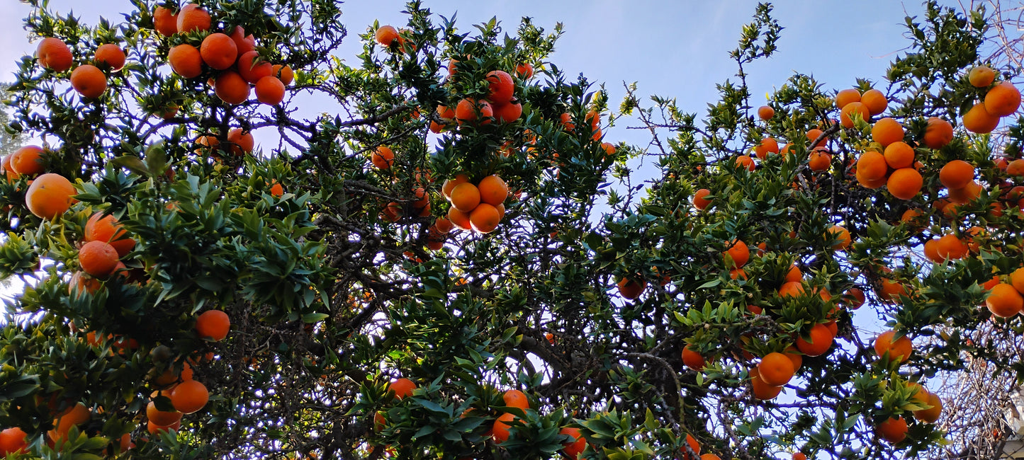 Oranges, The Sun & The Moon