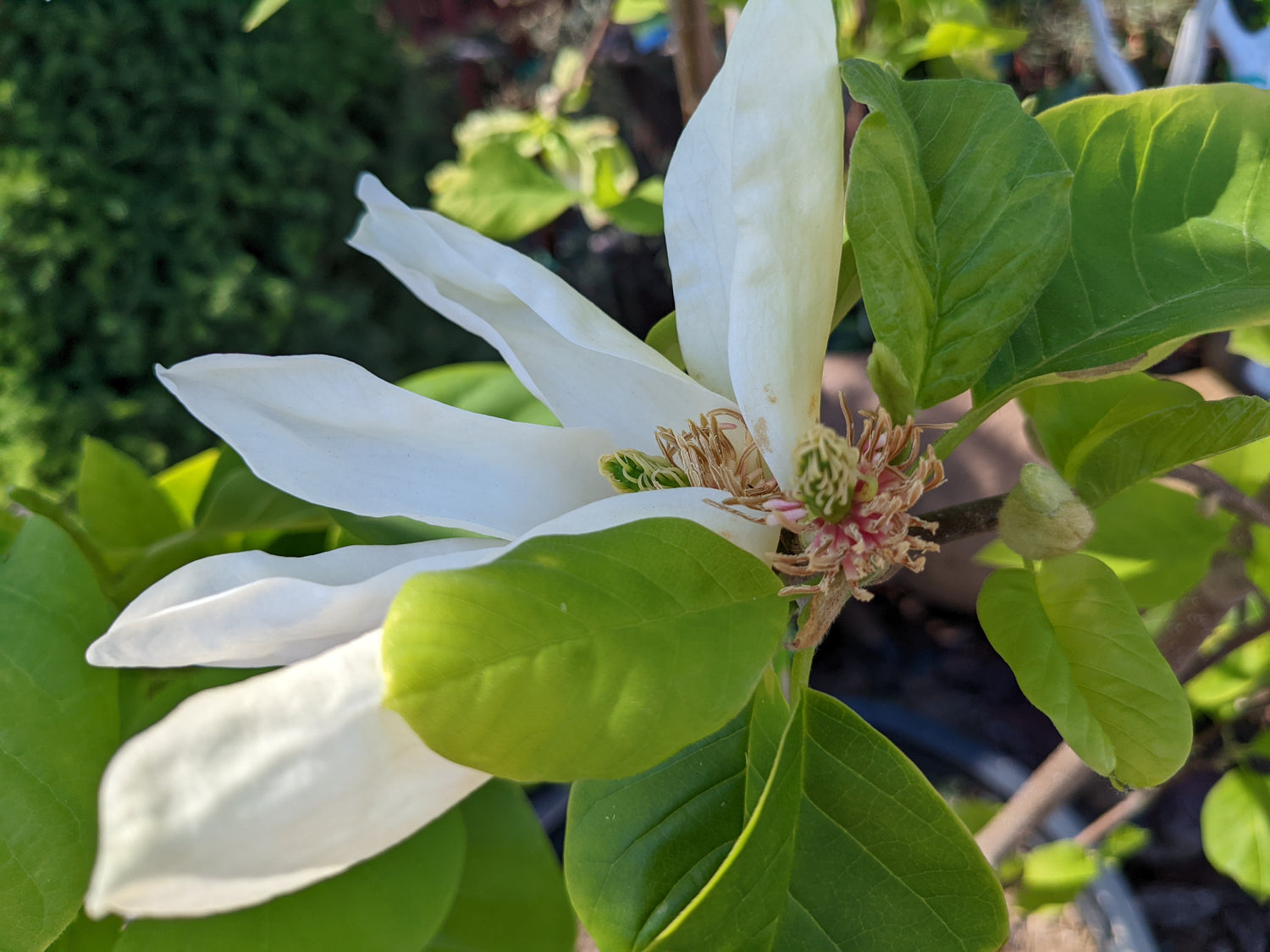 Magnolia 