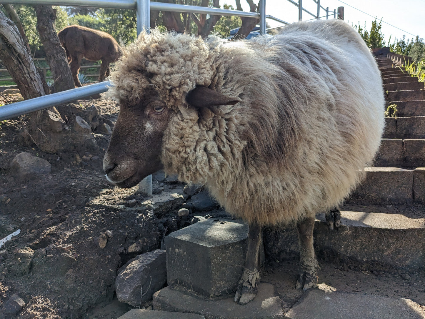 Seeds and Wool