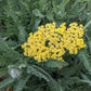 Yarrow and Metamorphosis - Temporarily Sold Out