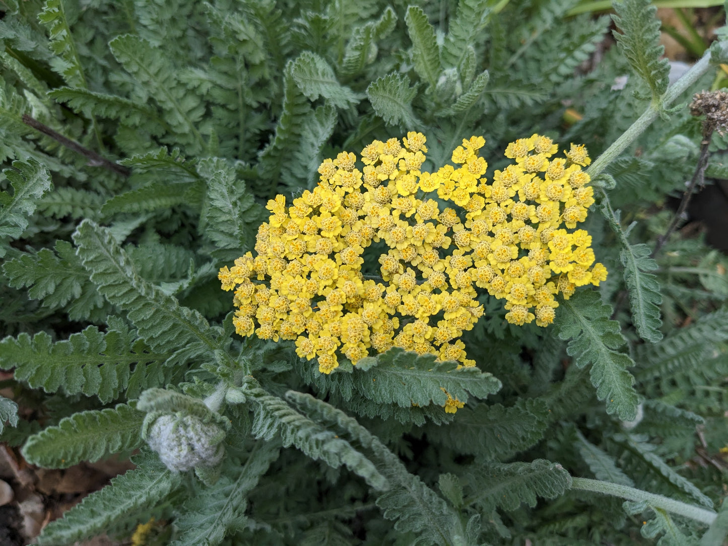 Yarrow and Metamorphosis - Temporarily Sold Out