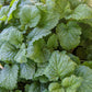 Lemon Balm and Glass Gardens - Temporarily Sold Out