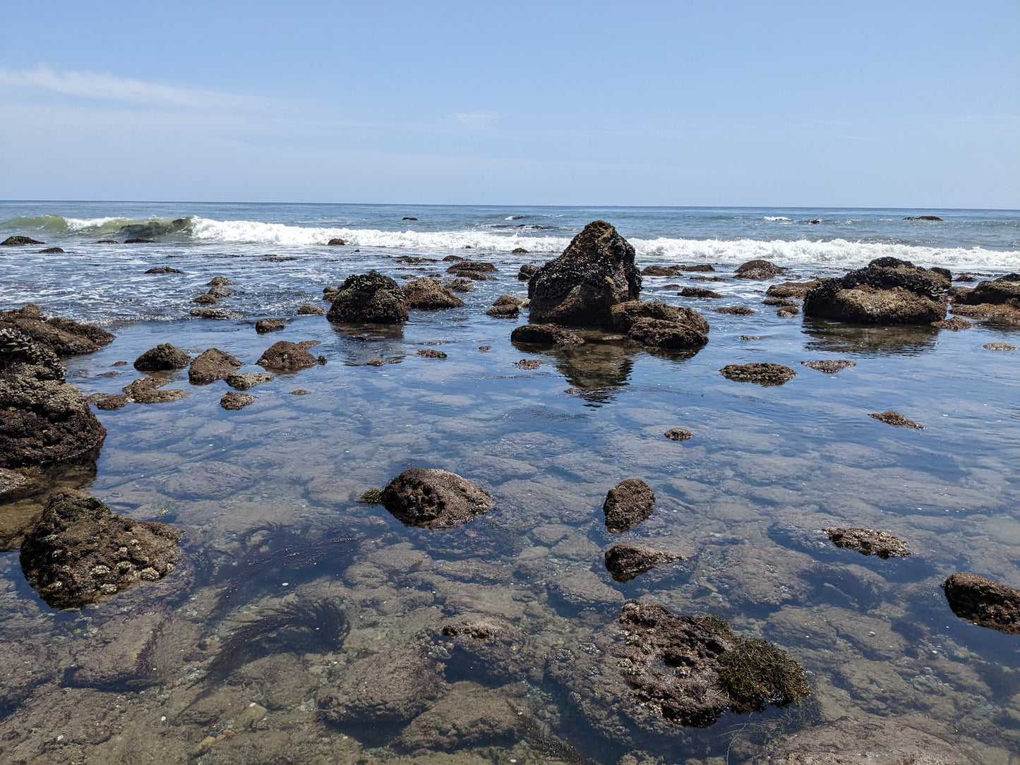 Seaweed and Sea Life