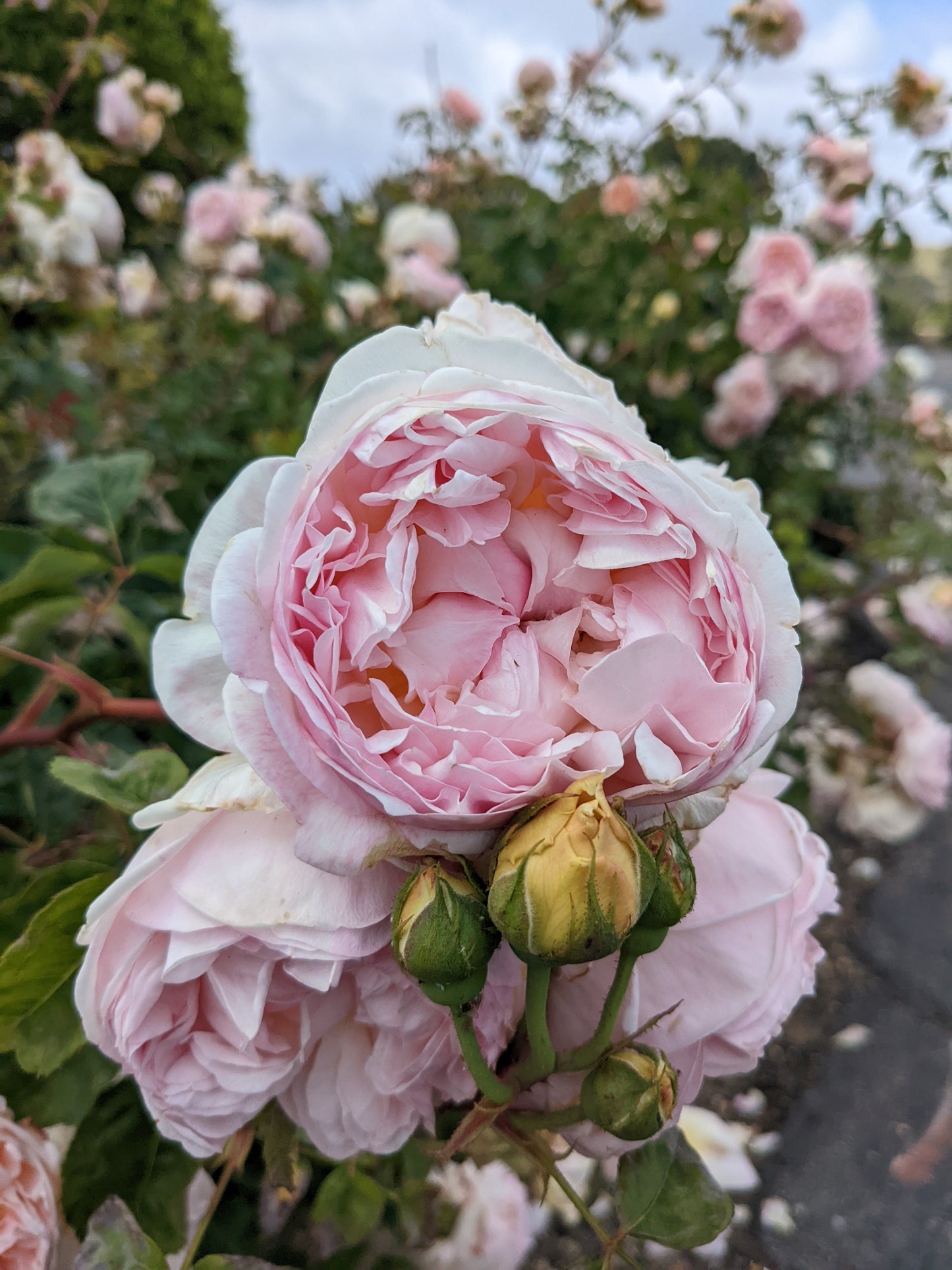 Roses and Myths About Love