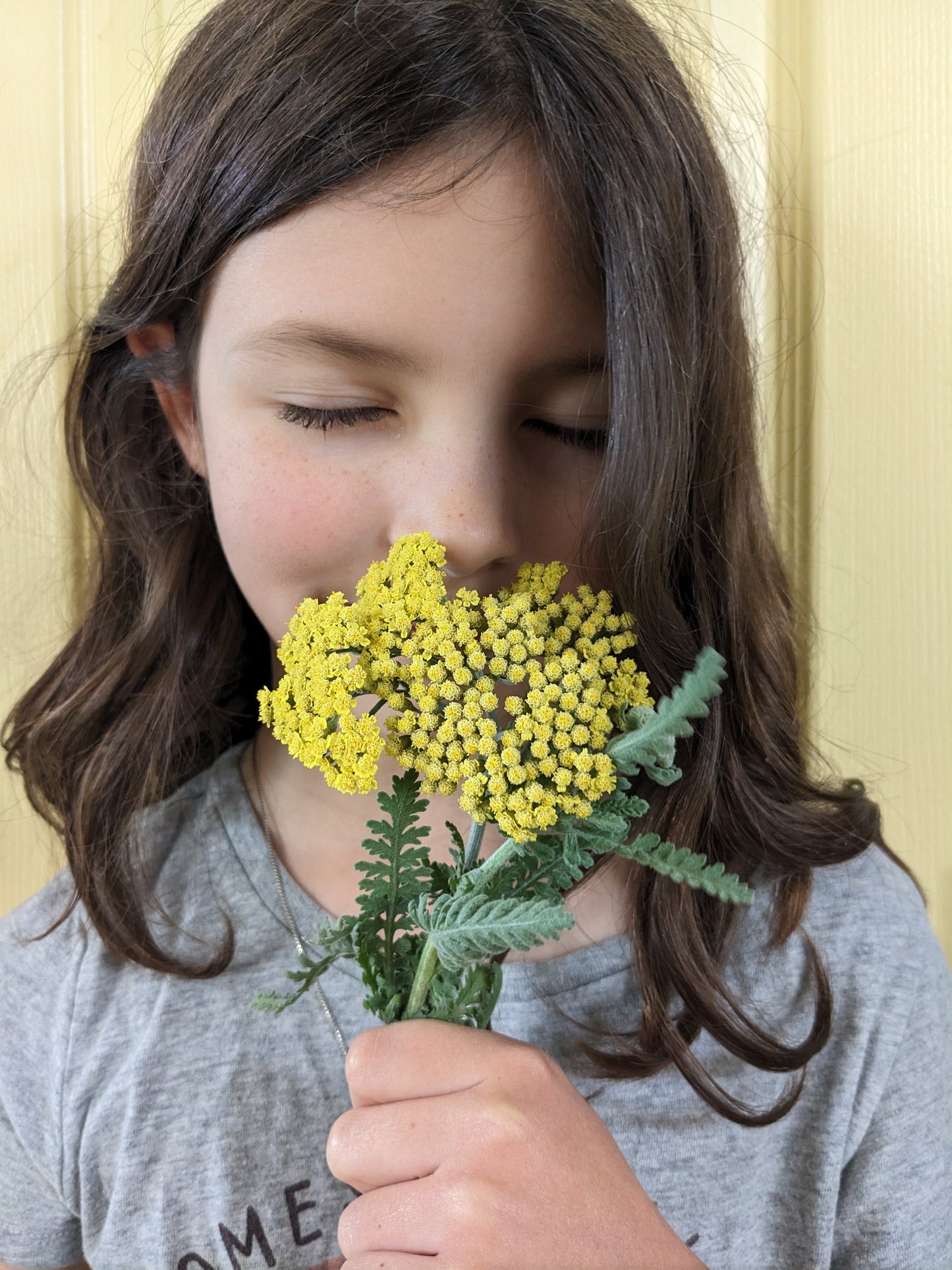 Yarrow and Metamorphosis