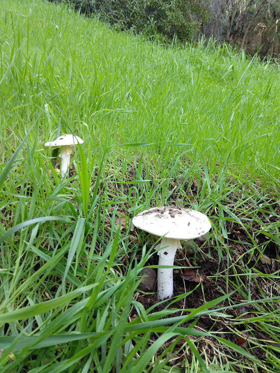 Field of wild mushrooms