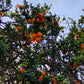 Oranges, The Sun & The Moon