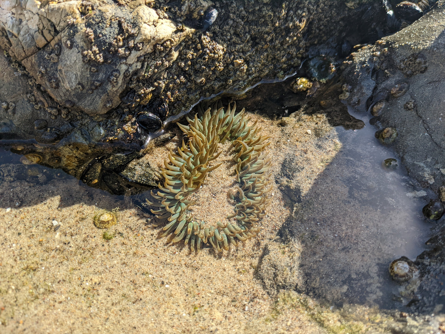 Seaweed and Sea Life