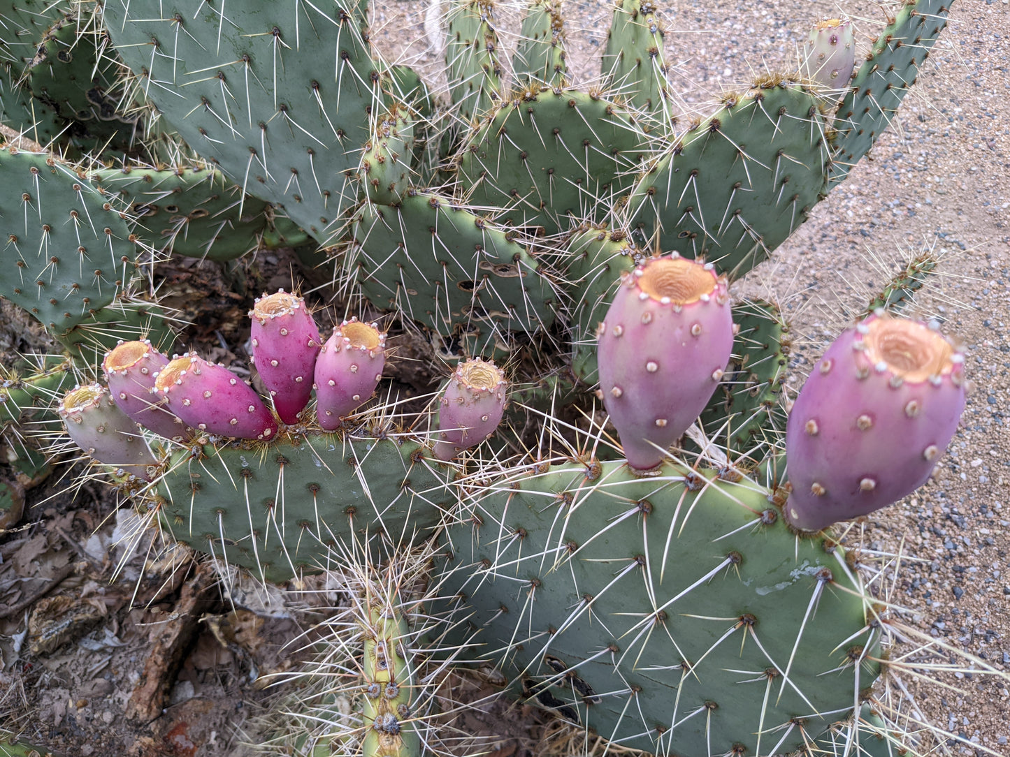 Frankincense and Desert Plants - Temporarily Sold Out