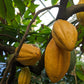 Cinnamon, Cocoa and Treasures of the Rainforest