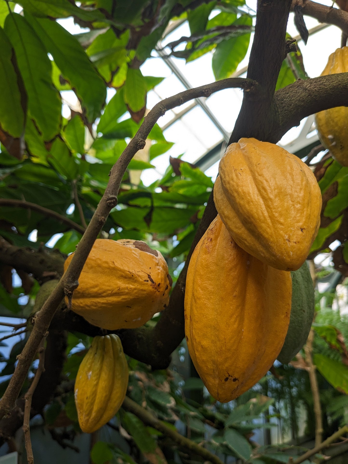 Cinnamon, Cocoa and Treasures of the Rainforest