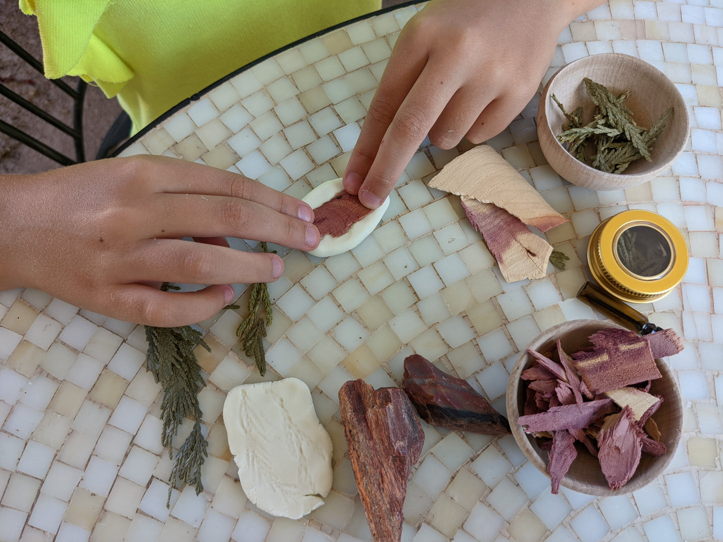 Cedar and Fossilized Plants